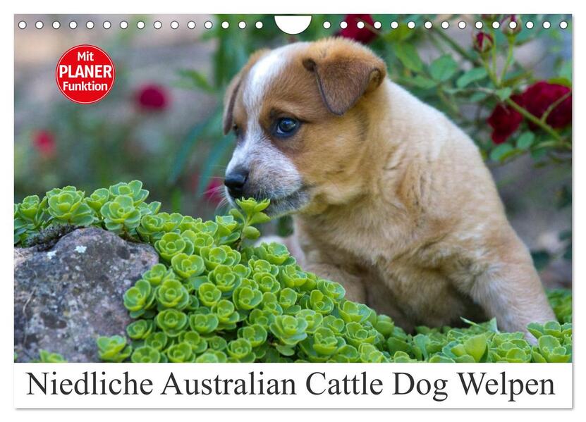 Niedliche Australian Cattle Dog Welpen (Wandkalender 2024 DIN A4 quer) CALVENDO Monatskalender