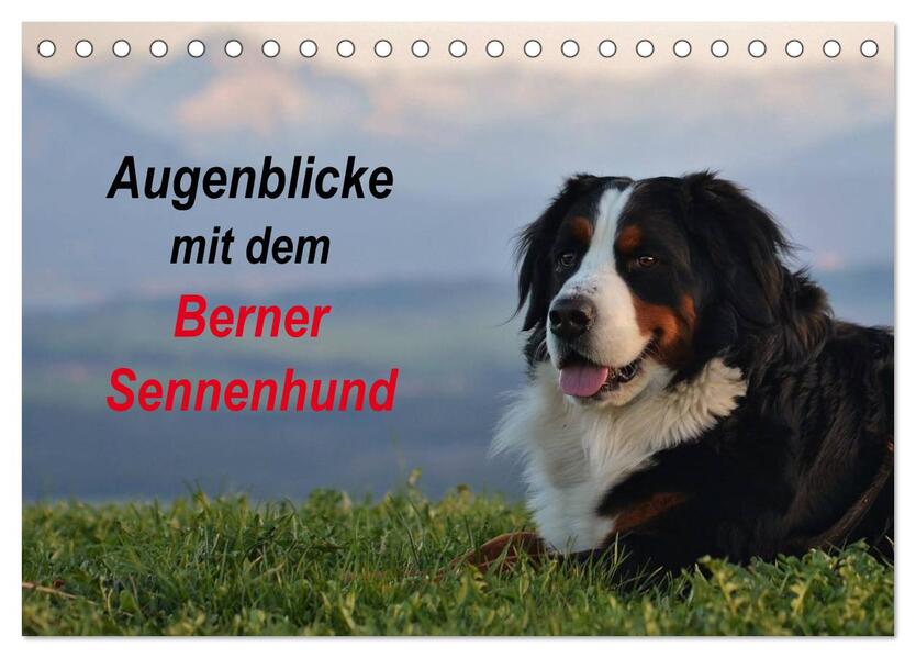 Augenblicke mit dem Berner Sennenhund (Tischkalender 2024 DIN A5 quer) CALVENDO Monatskalender