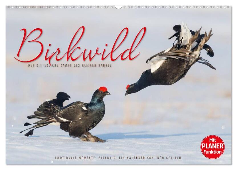 Emotionale Momente: Birkwild (Wandkalender 2024 DIN A2 quer) CALVENDO Monatskalender