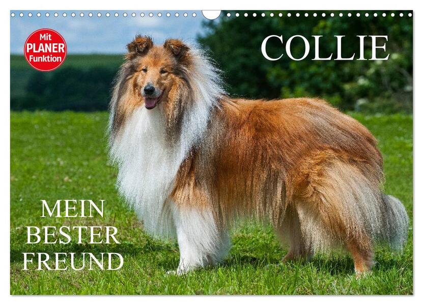 Collie - Mein bester Freund (Wandkalender 2024 DIN A3 quer) CALVENDO Monatskalender