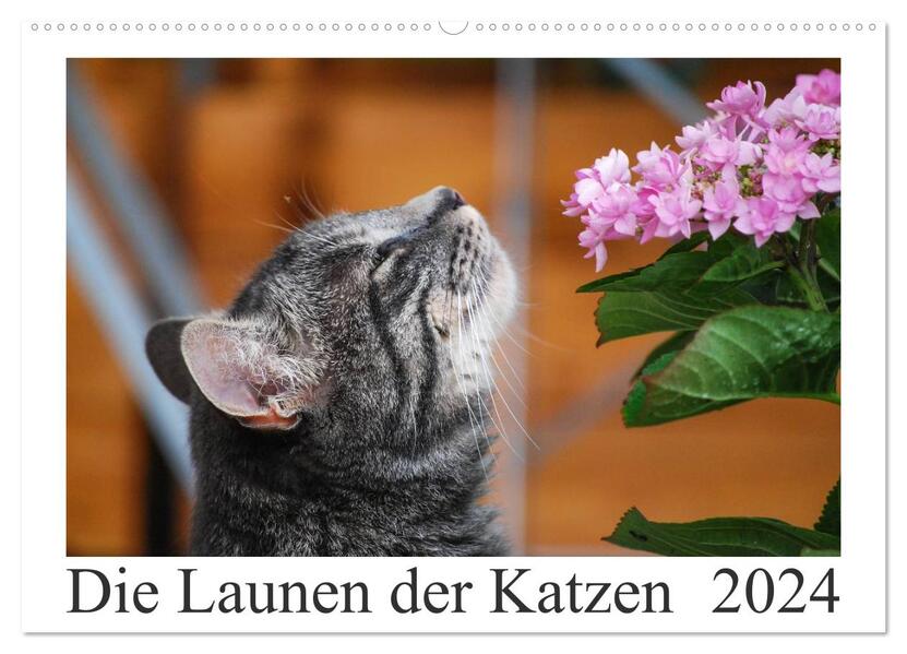 Die Launen der Katzen 2024 (Wandkalender 2024 DIN A2 quer) CALVENDO Monatskalender