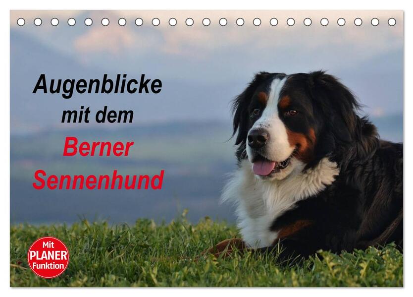 Augenblicke mit dem Berner Sennenhund (Tischkalender 2024 DIN A5 quer) CALVENDO Monatskalender