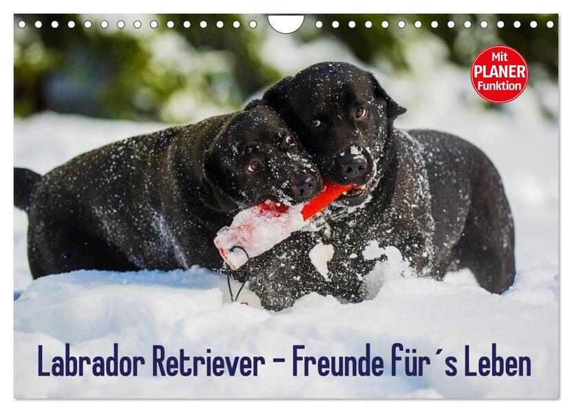 Labrador Retriever - Freunde fürs Leben (Wandkalender 2024 DIN A4 quer) CALVENDO Monatskalender