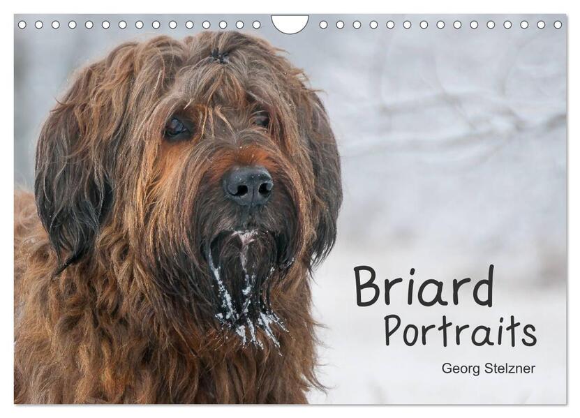 Briard Portraits (Wandkalender 2024 DIN A4 quer) CALVENDO Monatskalender