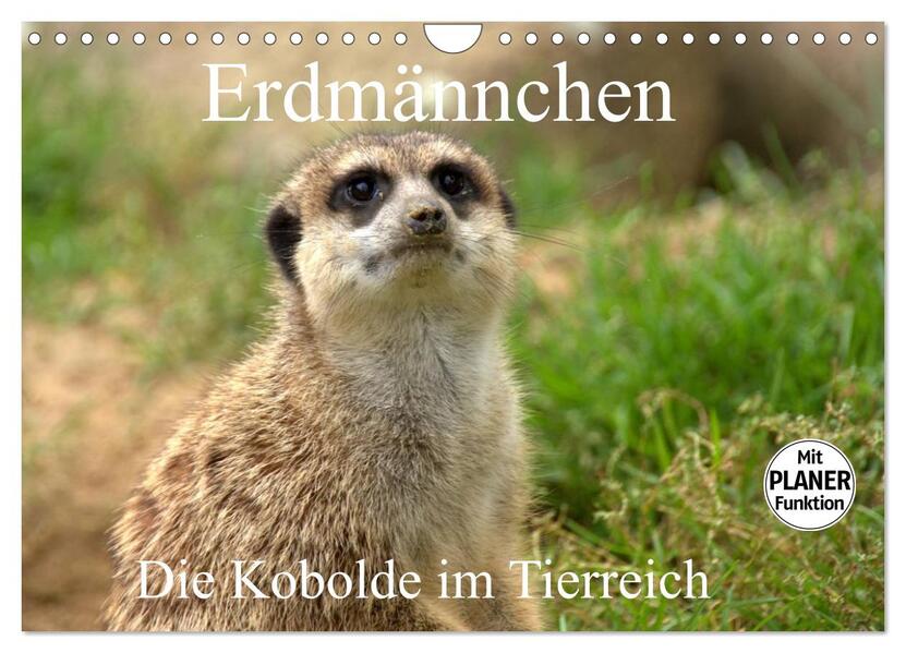 Erdmännchen - Die Kobolde im Tierreich (Wandkalender 2024 DIN A4 quer) CALVENDO Monatskalender