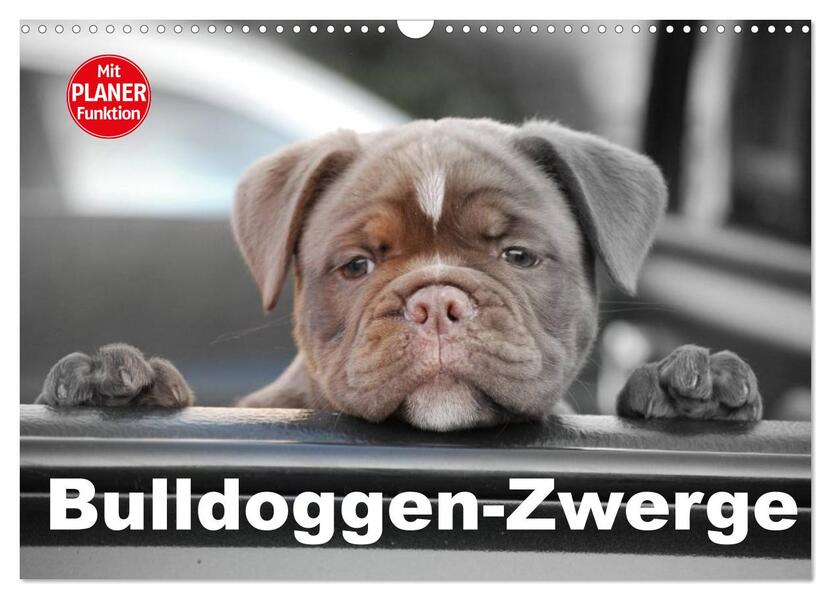 Bulldoggen-Zwerge (Wandkalender 2024 DIN A3 quer) CALVENDO Monatskalender