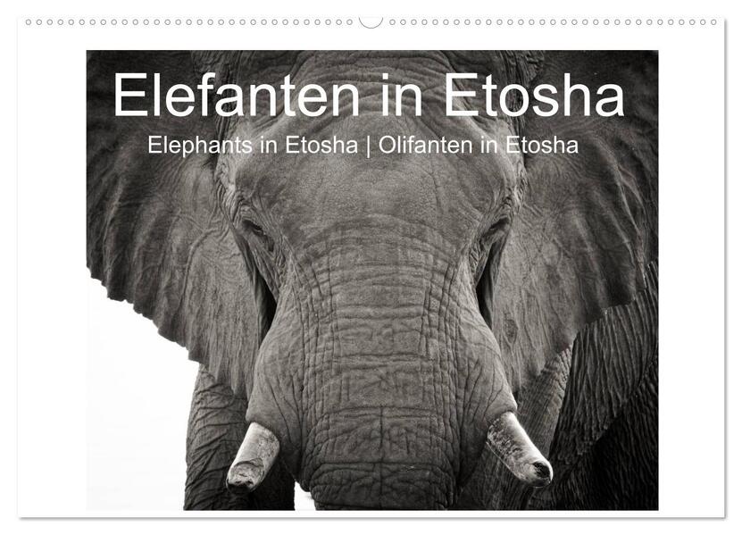 Elefanten in Etosha (Wandkalender 2024 DIN A2 quer) CALVENDO Monatskalender