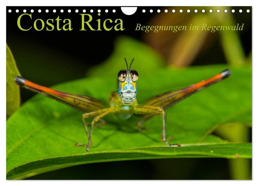 Costa Rica Begegnungen im Regenwald (Wandkalender 2024 DIN A4 quer) CALVENDO Monatskalender