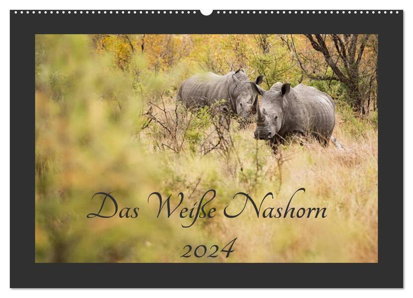 Das Weiße Nashorn (Wandkalender 2024 DIN A2 quer) CALVENDO Monatskalender