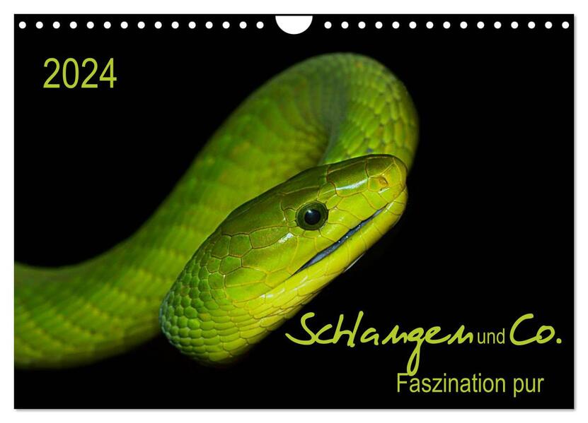 Schlangen und Co. - Faszination pur (Wandkalender 2024 DIN A4 quer) CALVENDO Monatskalender