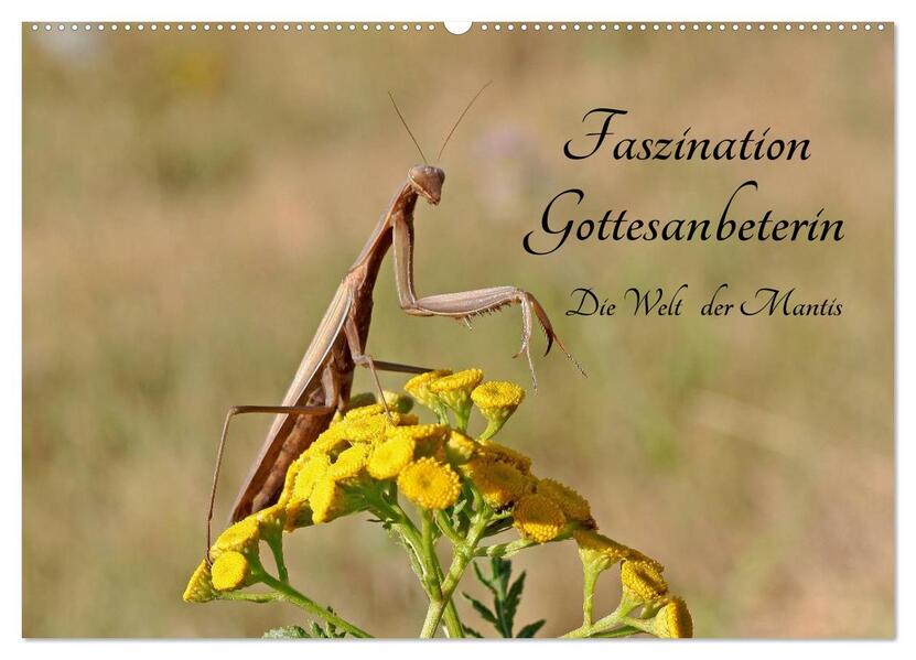 Faszination Gottesanbeterin - Die Welt der Mantis (Wandkalender 2024 DIN A2 quer) CALVENDO Monatskalender