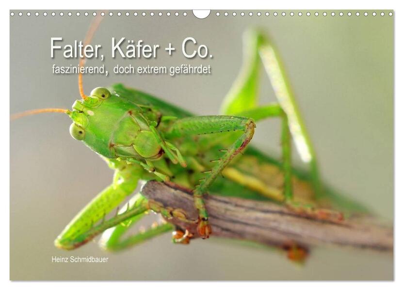 Falter Käfer und Co.faszinierend doch extrem gefährdet (Wandkalender 2024 DIN A3 quer) CALVENDO Monatskalender