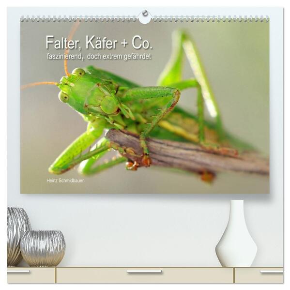 Falter Käfer und Co.faszinierend doch extrem gefährdet (hochwertiger Premium Wandkalender 2024 DIN A2 quer) Kunstdruck in Hochglanz
