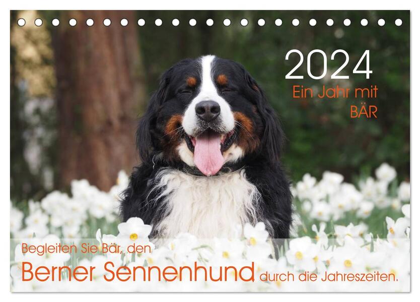 Ein Jahr mit BÄR. Begleiten Sie Bär den Berner Sennenhund durch die Jahreszeiten. (Tischkalender 2024 DIN A5 quer) CALVENDO Monatskalender