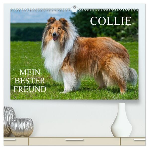 Collie - Mein bester Freund (hochwertiger Premium Wandkalender 2024 DIN A2 quer) Kunstdruck in Hochglanz