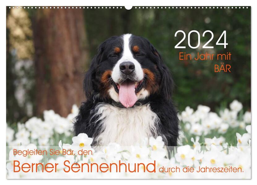 Ein Jahr mit BÄR. Begleiten Sie Bär den Berner Sennenhund durch die Jahreszeiten. (Wandkalender 2024 DIN A2 quer) CALVENDO Monatskalender