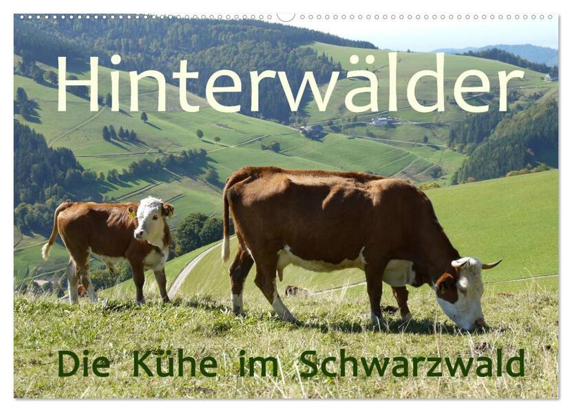 Hinterwälder - Die Kühe aus dem Schwarzwald (Wandkalender 2024 DIN A2 quer) CALVENDO Monatskalender