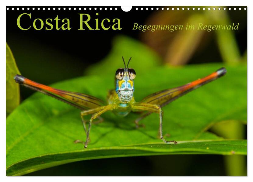 Costa Rica Begegnungen im Regenwald (Wandkalender 2024 DIN A3 quer) CALVENDO Monatskalender