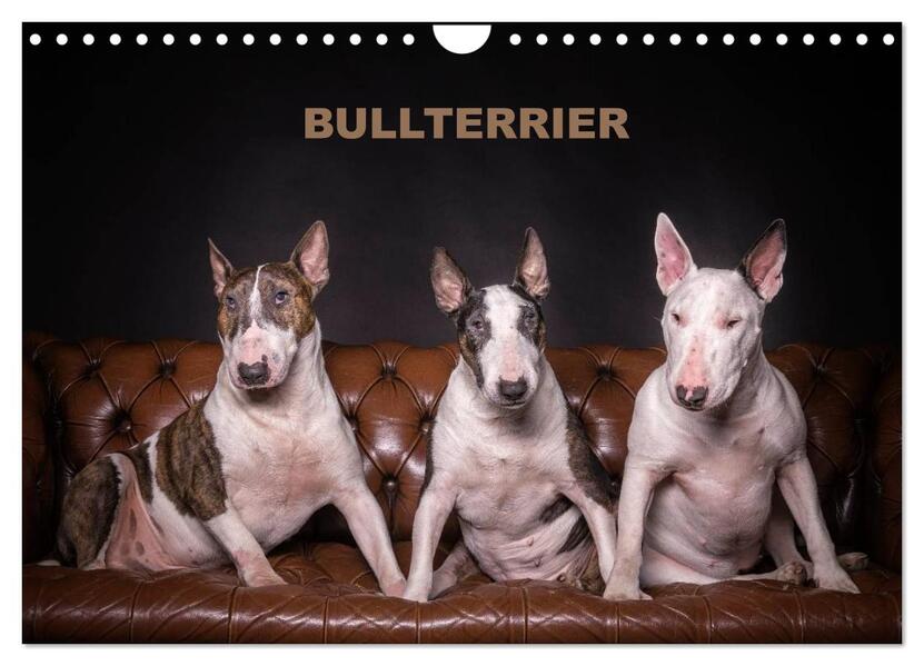 Bullterrier (Wandkalender 2024 DIN A4 quer) CALVENDO Monatskalender - Sven Schubert