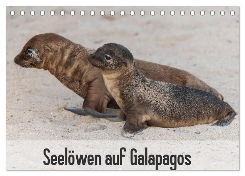 Seelöwen auf Galapagos (Tischkalender 2024 DIN A5 quer) CALVENDO Monatskalender - Sabine Reuke