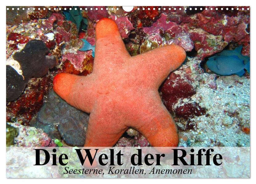 Die Welt der Riffe. Seesterne Korallen Anemonen (Wandkalender 2024 DIN A3 quer) CALVENDO Monatskalender