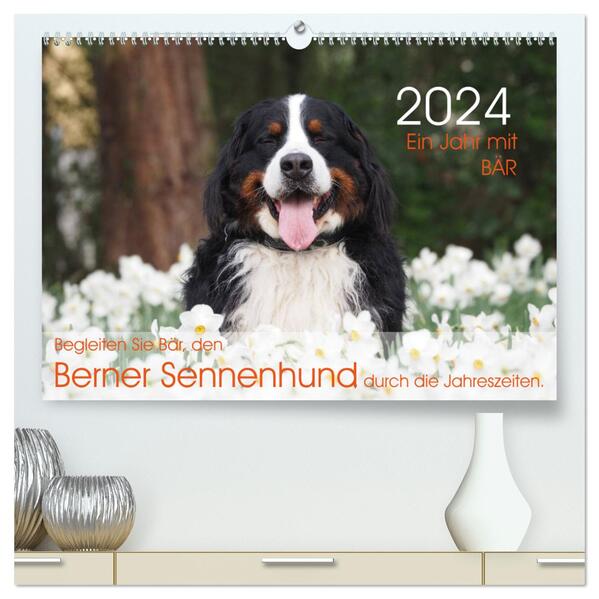 Ein Jahr mit BÄR. Begleiten Sie Bär den Berner Sennenhund durch die Jahreszeiten. (hochwertiger Premium Wandkalender 2024 DIN A2 quer) Kunstdruck in Hochglanz