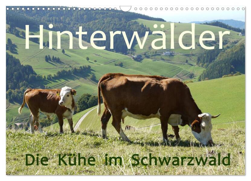Hinterwälder - Die Kühe aus dem Schwarzwald (Wandkalender 2024 DIN A3 quer) CALVENDO Monatskalender