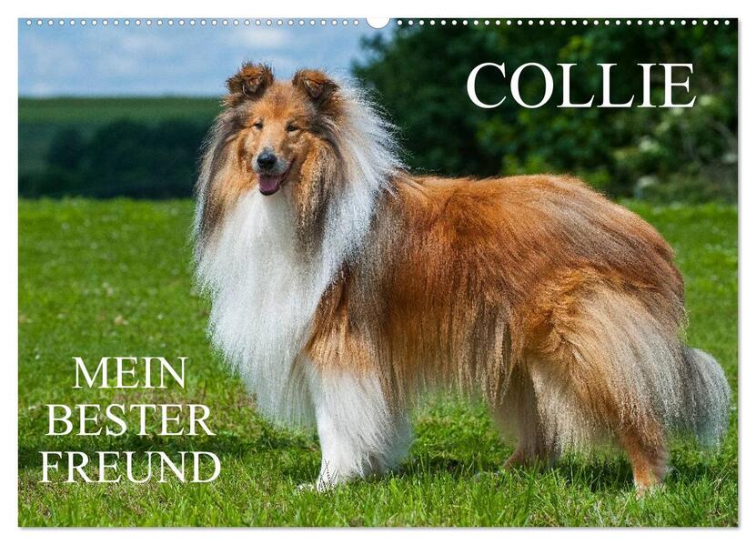 Collie - Mein bester Freund (Wandkalender 2024 DIN A2 quer) CALVENDO Monatskalender