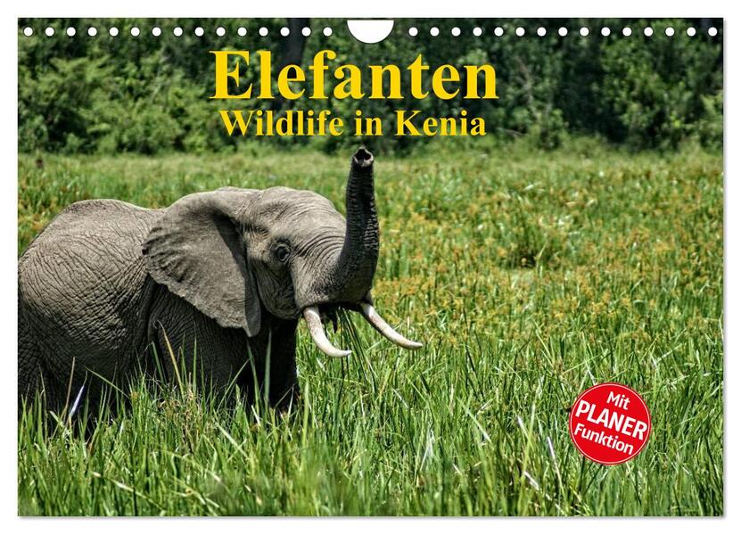 Elefanten . Wildlife in Kenia (Wandkalender 2024 DIN A4 quer) CALVENDO Monatskalender