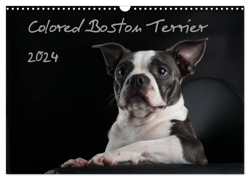 Colored Boston Terrier 2024 (Wandkalender 2024 DIN A3 quer) CALVENDO Monatskalender
