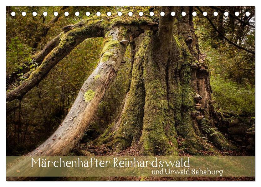 Märchenhafter Reinhardswald und Urwald Sababurg (Tischkalender 2024 DIN A5 quer) CALVENDO Monatskalender