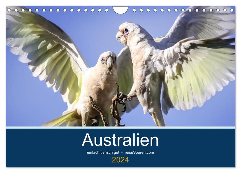 Australien - einfach tierisch gut (Wandkalender 2024 DIN A4 quer) CALVENDO Monatskalender