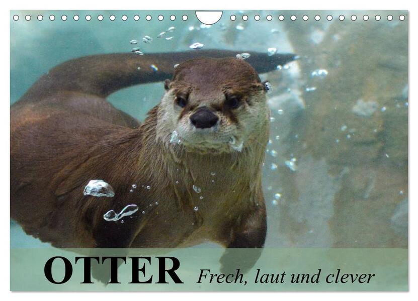 Otter. Frech laut und clever (Wandkalender 2024 DIN A4 quer) CALVENDO Monatskalender