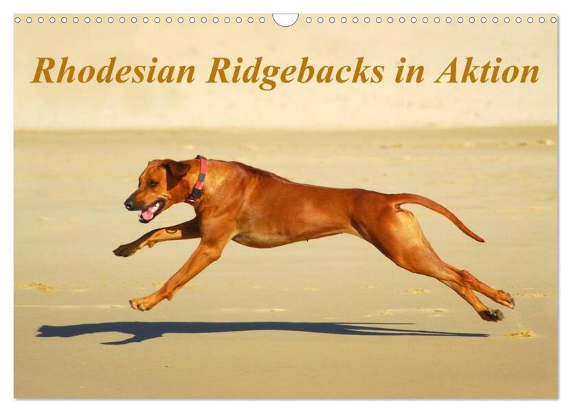 Rhodesian Ridgebacks in Aktion (Wandkalender 2024 DIN A3 quer) CALVENDO Monatskalender