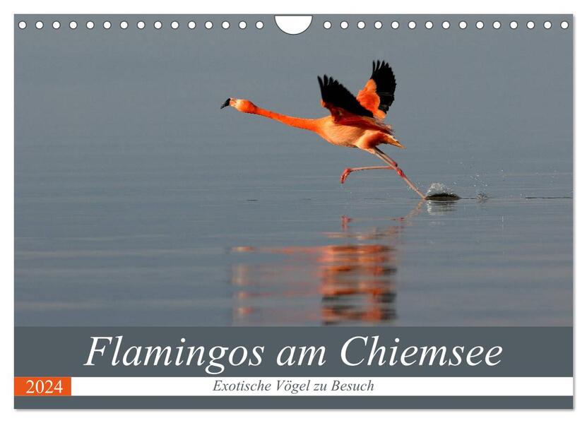 Flamingos am Chiemsee (Wandkalender 2024 DIN A4 quer) CALVENDO Monatskalender