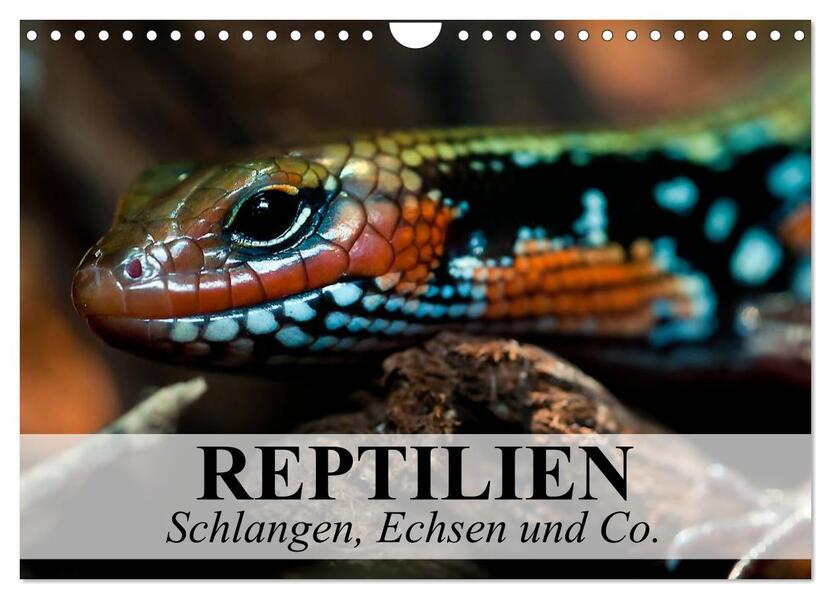 Reptilien Schlangen Echsen und Co. (Wandkalender 2024 DIN A4 quer) CALVENDO Monatskalender