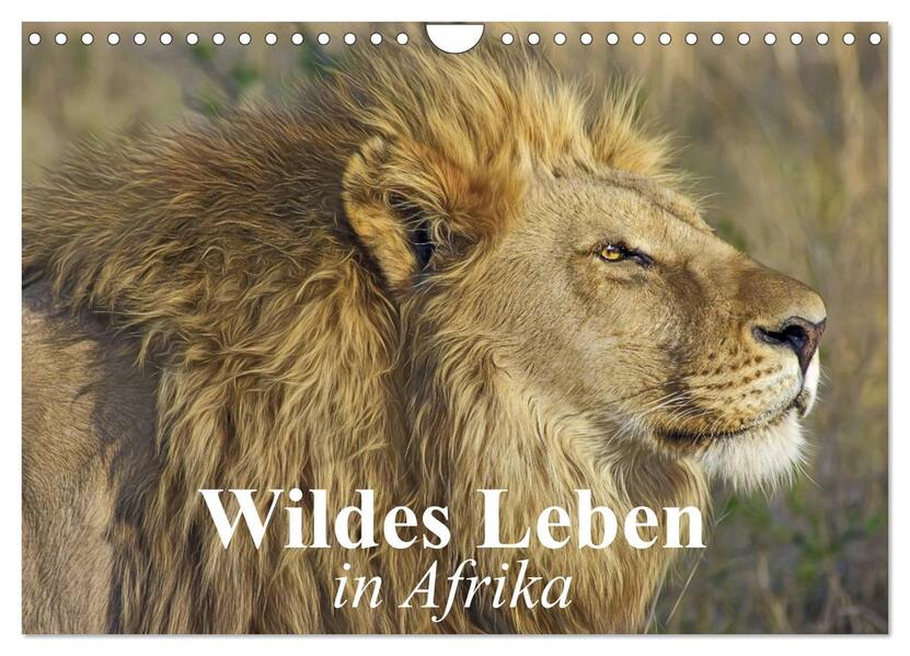 Wildes Leben in Afrika (Wandkalender 2024 DIN A4 quer) CALVENDO Monatskalender