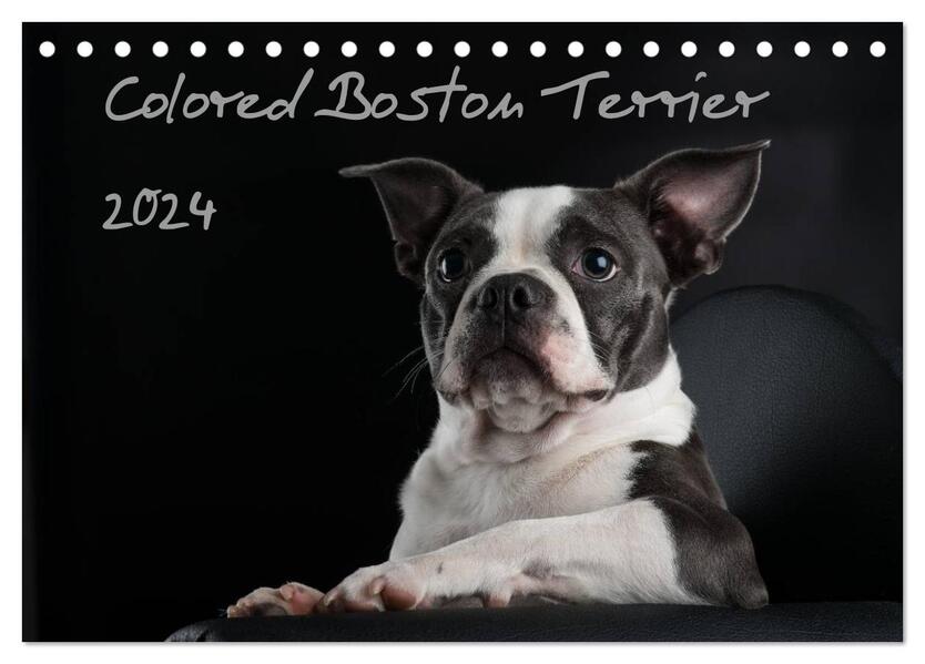 Colored Boston Terrier 2024 (Tischkalender 2024 DIN A5 quer) CALVENDO Monatskalender