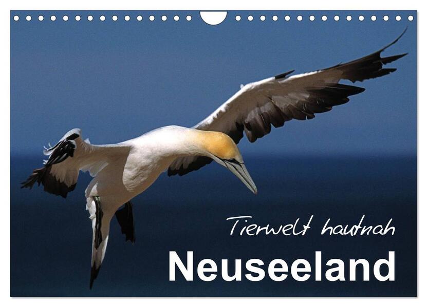 Neuseeland - Tierwelt hautnah (Wandkalender 2024 DIN A4 quer) CALVENDO Monatskalender