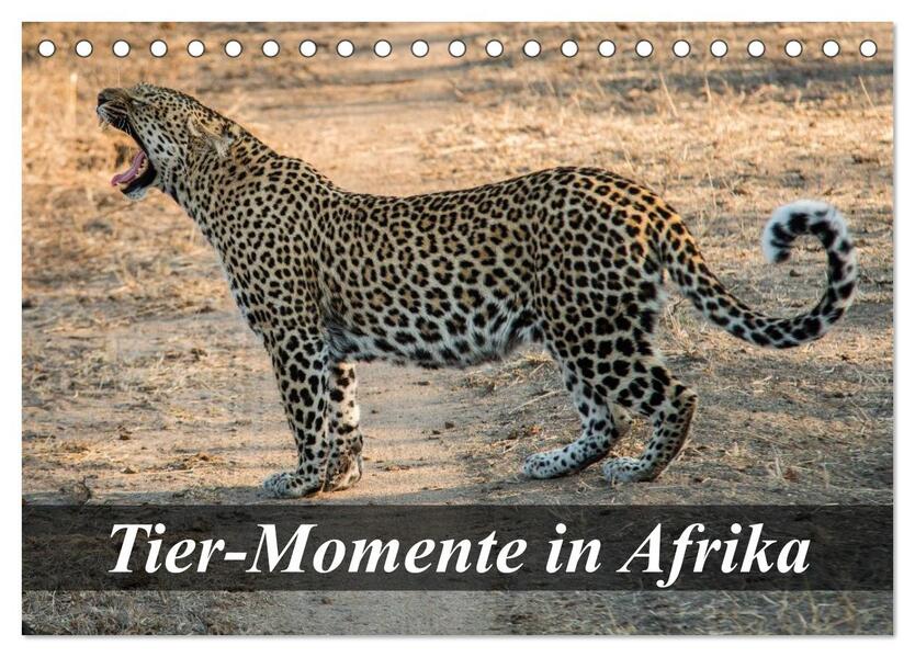 Tier-Momente in Afrika (Tischkalender 2024 DIN A5 quer) CALVENDO Monatskalender