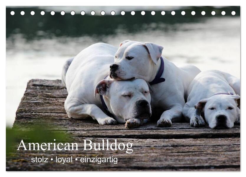 American Bulldog - stolz loyal einzigartig (Tischkalender 2024 DIN A5 quer) CALVENDO Monatskalender