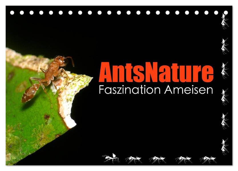 AntsNature - Faszination Ameisen (Tischkalender 2024 DIN A5 quer) CALVENDO Monatskalender
