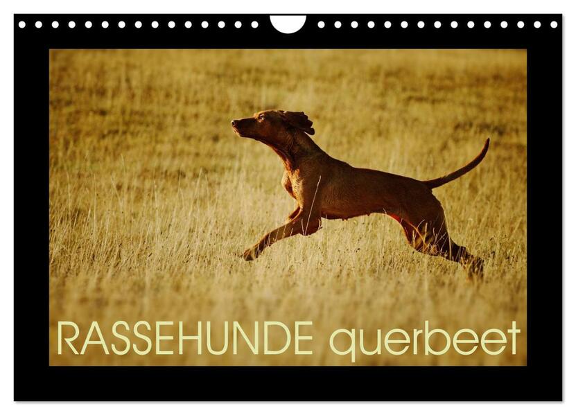 RASSEHUNDE querbeet (Wandkalender 2024 DIN A4 quer) CALVENDO Monatskalender