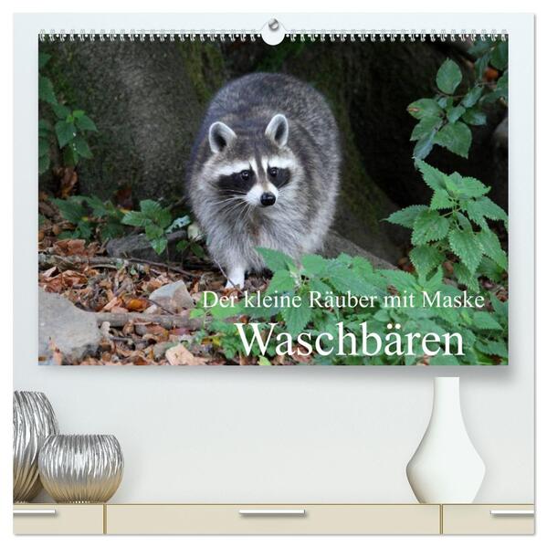 Der kleine Räuber mit Maske - Waschbären (hochwertiger Premium Wandkalender 2024 DIN A2 quer) Kunstdruck in Hochglanz