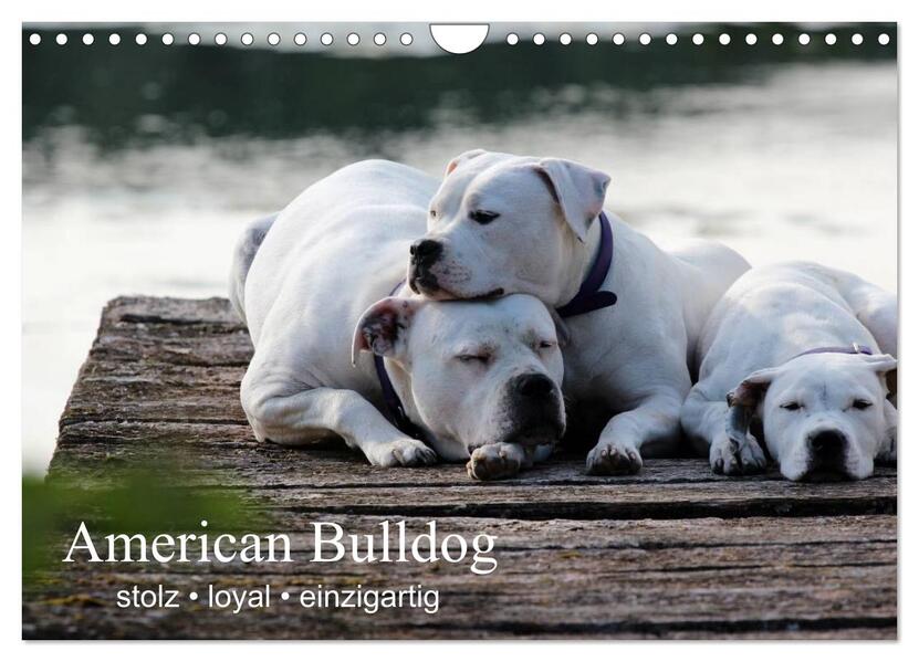 American Bulldog - stolz loyal einzigartig (Wandkalender 2024 DIN A4 quer) CALVENDO Monatskalender