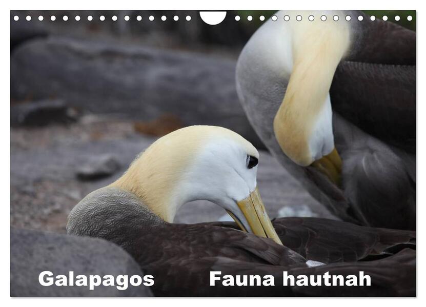 Galapagos. Fauna hautnah (Wandkalender 2024 DIN A4 quer) CALVENDO Monatskalender