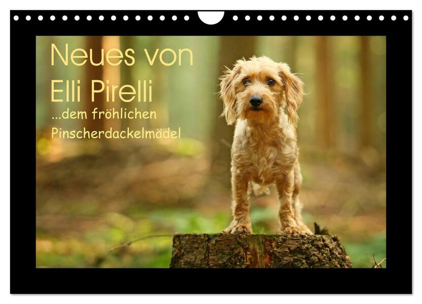 Neues von Elli Pirelli dem fröhlichen Pinscherdackelmädel (Wandkalender 2024 DIN A4 quer) CALVENDO Monatskalender