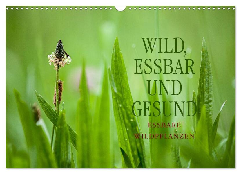 WILD ESSBAR UND GESUND Essbare Wildpflanzen (Wandkalender 2024 DIN A3 quer) CALVENDO Monatskalender