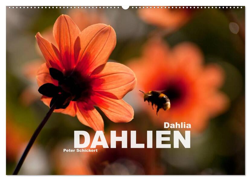 Dahlia - Dahlien (Wandkalender 2024 DIN A2 quer) CALVENDO Monatskalender