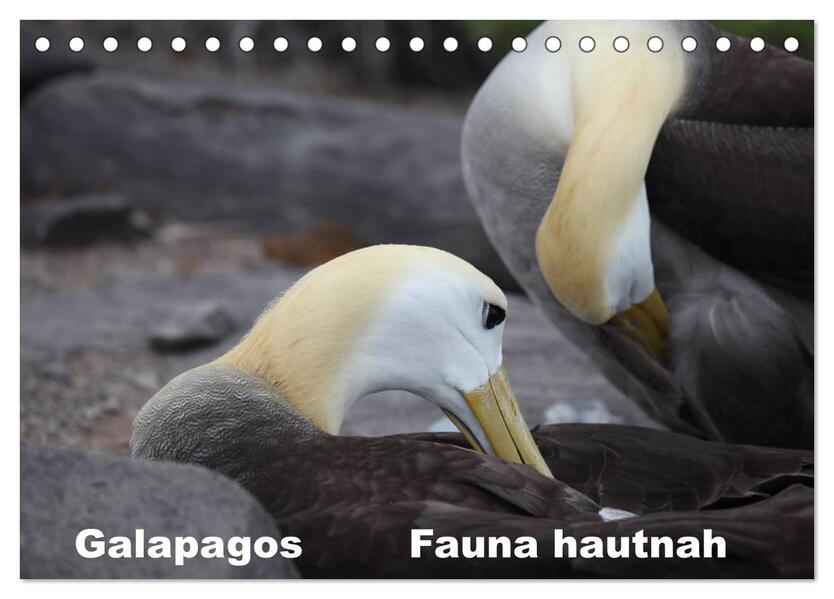 Galapagos. Fauna hautnah (Tischkalender 2024 DIN A5 quer) CALVENDO Monatskalender